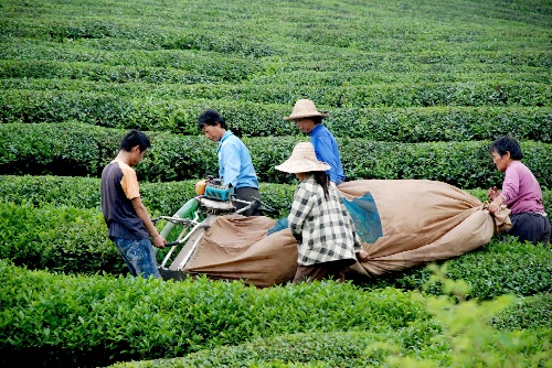 江西婺源 機械化采茶為農民增收添動力