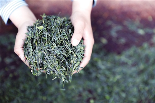 星巴克 從咖啡到茶園的跨界探索與生活美學